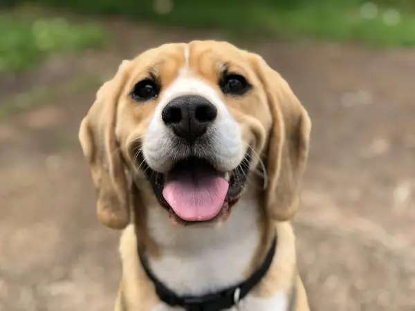 Un beagle sonríe con la lengua de fuera.