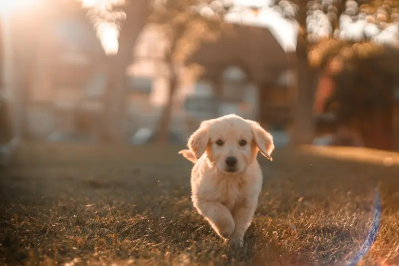 Un cachorro corre por el campo al atardecer.