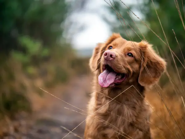 Un perro de pelo rojizo camina por un sendero entre la hierba.