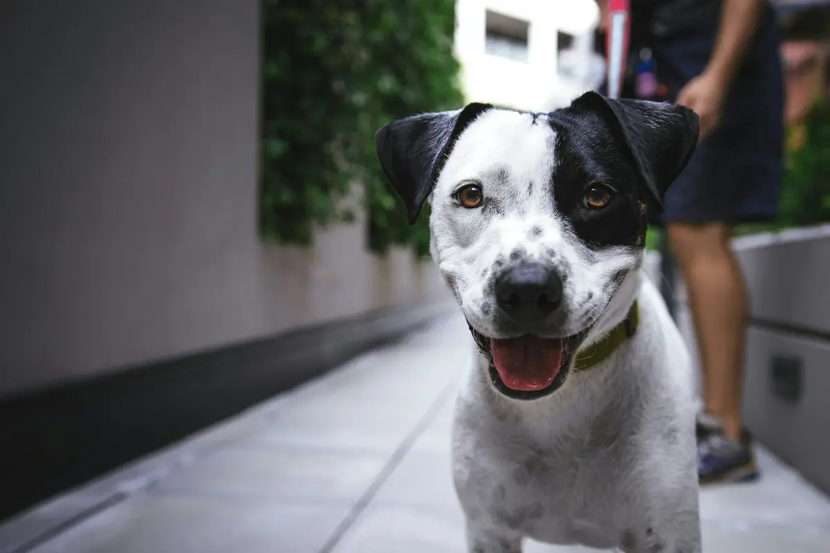 Un perrito blanco con manchas negras mira a la cámara desde una banqueta de la ciudad.